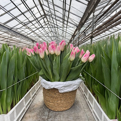 Бело-розовый